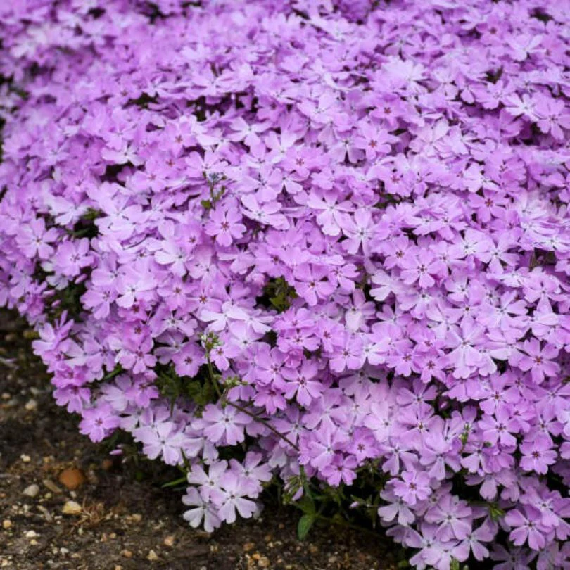 Spring Bling® ‘Pink Sparkles’ Hybrid Creeping Phlox - Image 5