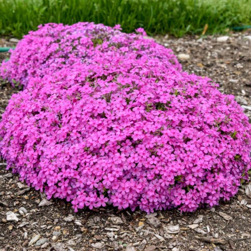 Spring Bling® ‘Ruby Riot’ Hybrid Creeping Phlox - Image 2
