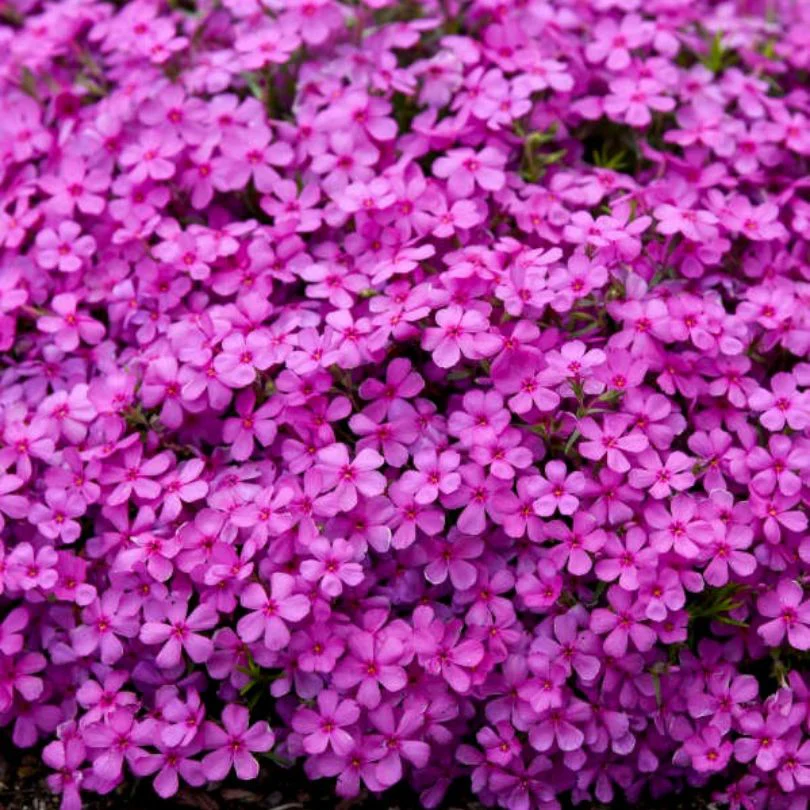 Spring Bling® ‘Ruby Riot’ Hybrid Creeping Phlox - Image 3