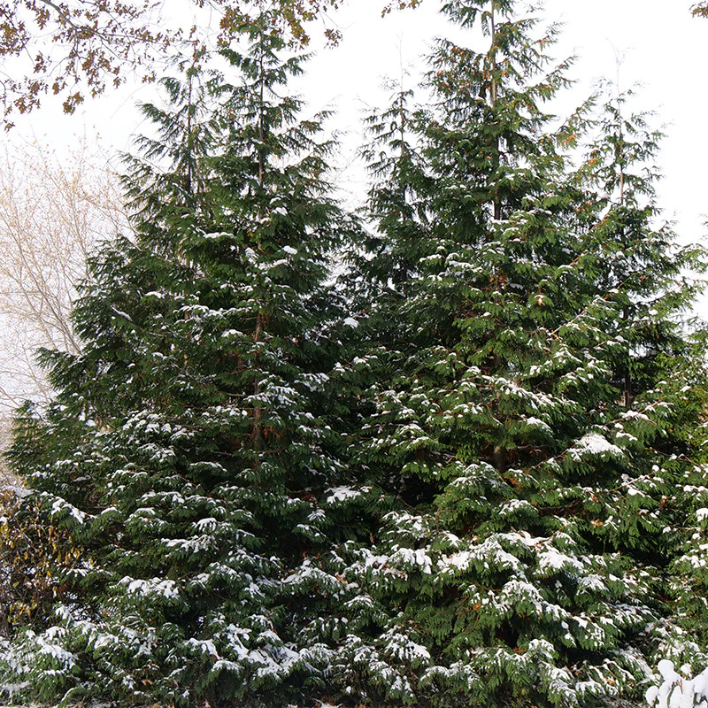 Spring Grove® Western Arborvitae (Thuja) - Image 2