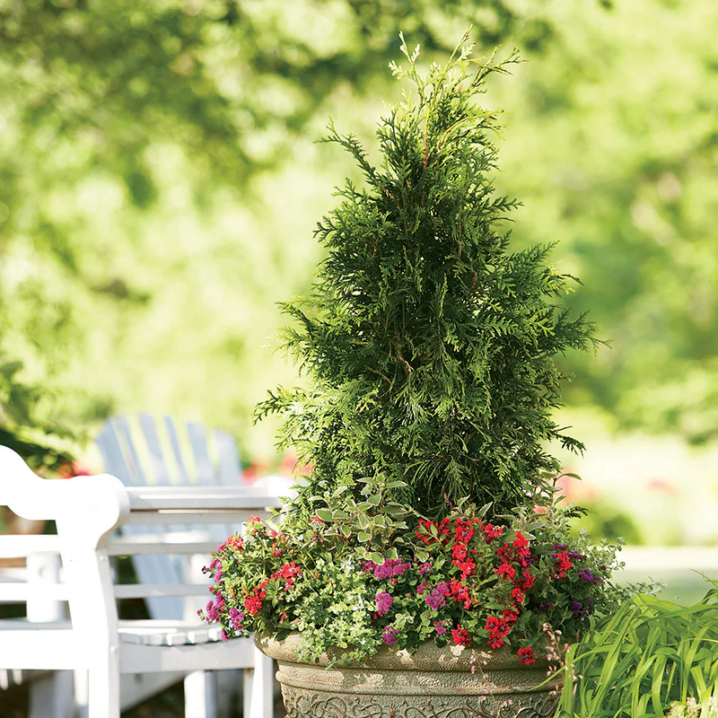 Spring Grove® Western Arborvitae (Thuja) - Image 3