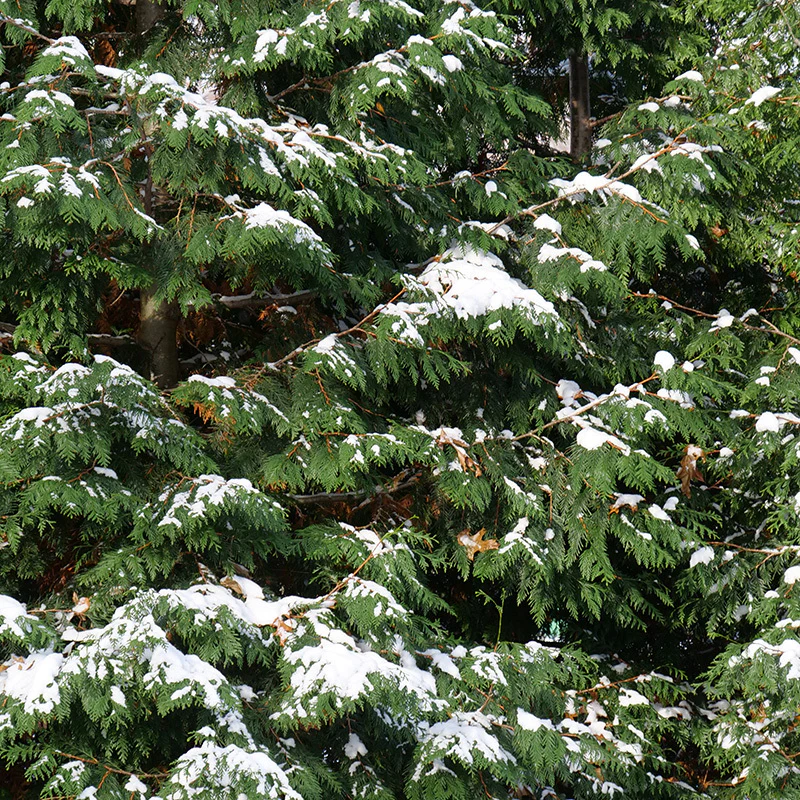 Spring Grove® Western Arborvitae (Thuja) - Image 4