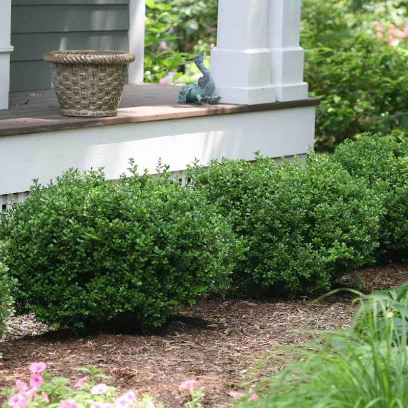 Sprinter® Boxwood (Buxus) - Image 2