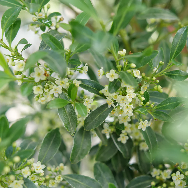 Squeeze Box® Inkberry Holly (Ilex) - Image 2