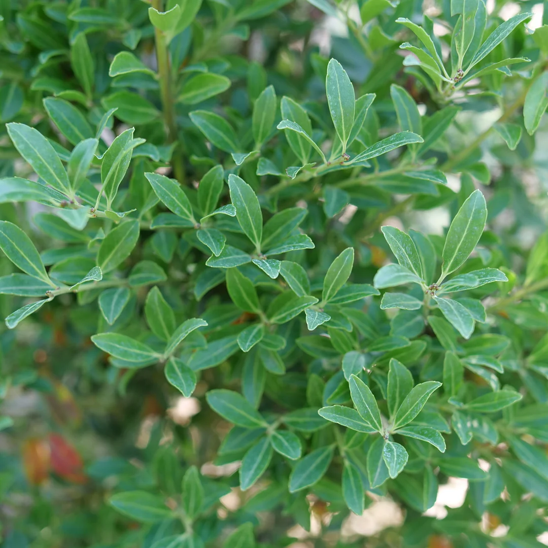 Squeeze Box® Inkberry Holly (Ilex) - Image 3