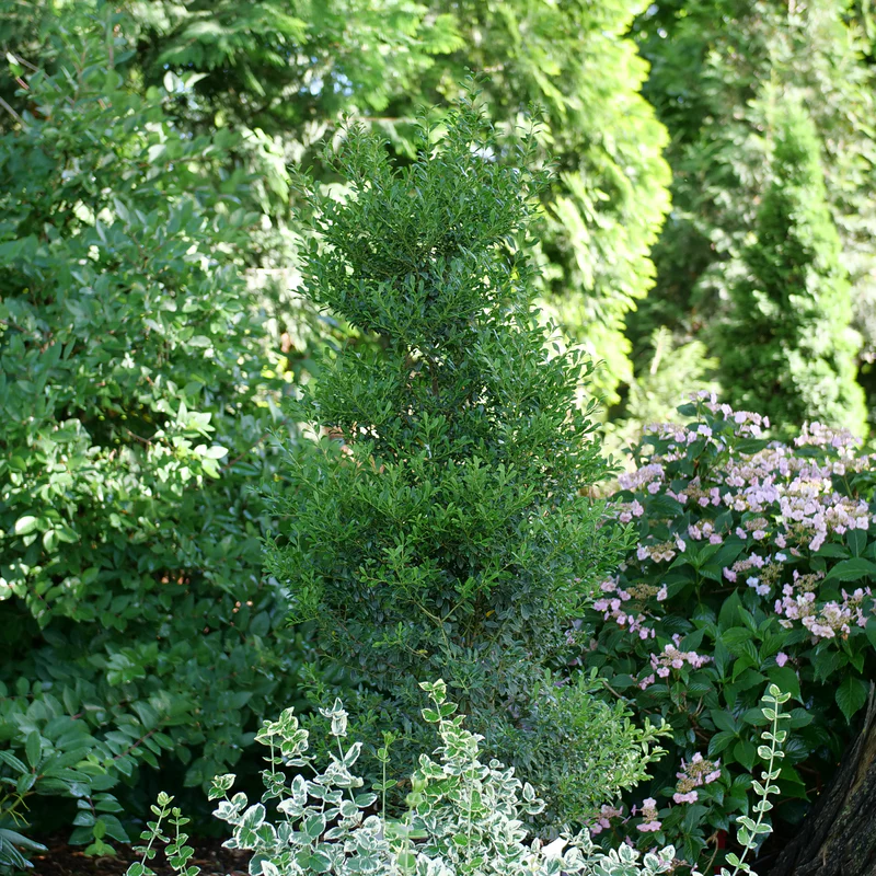Squeeze Box® Inkberry Holly (Ilex) - Image 4