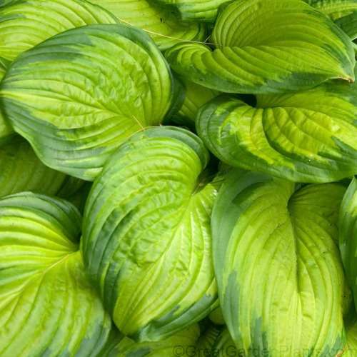 'Stained Glass' Hosta - Image 3