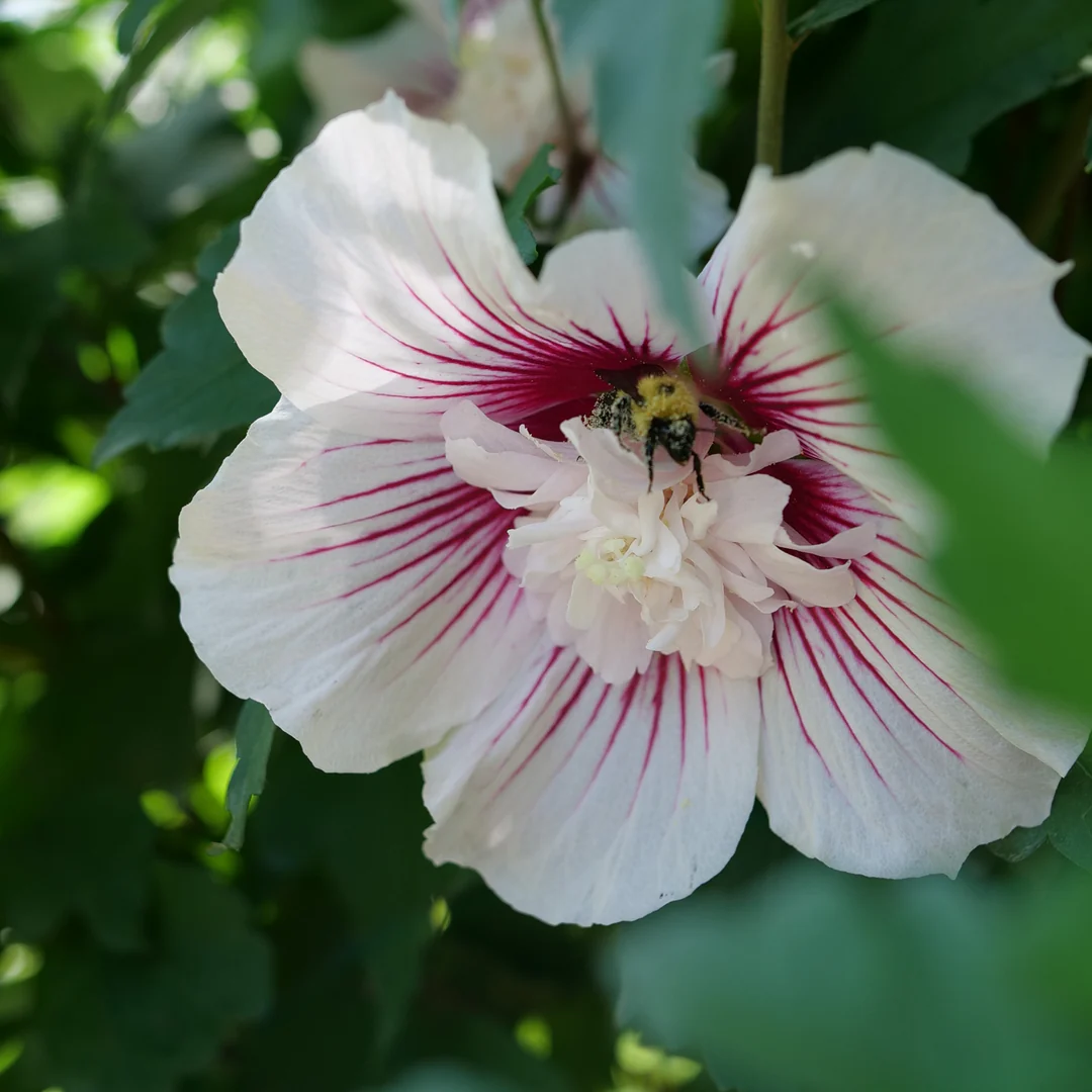 Starblast Chiffon® Rose of Sharon (Hibiscus) - Image 2
