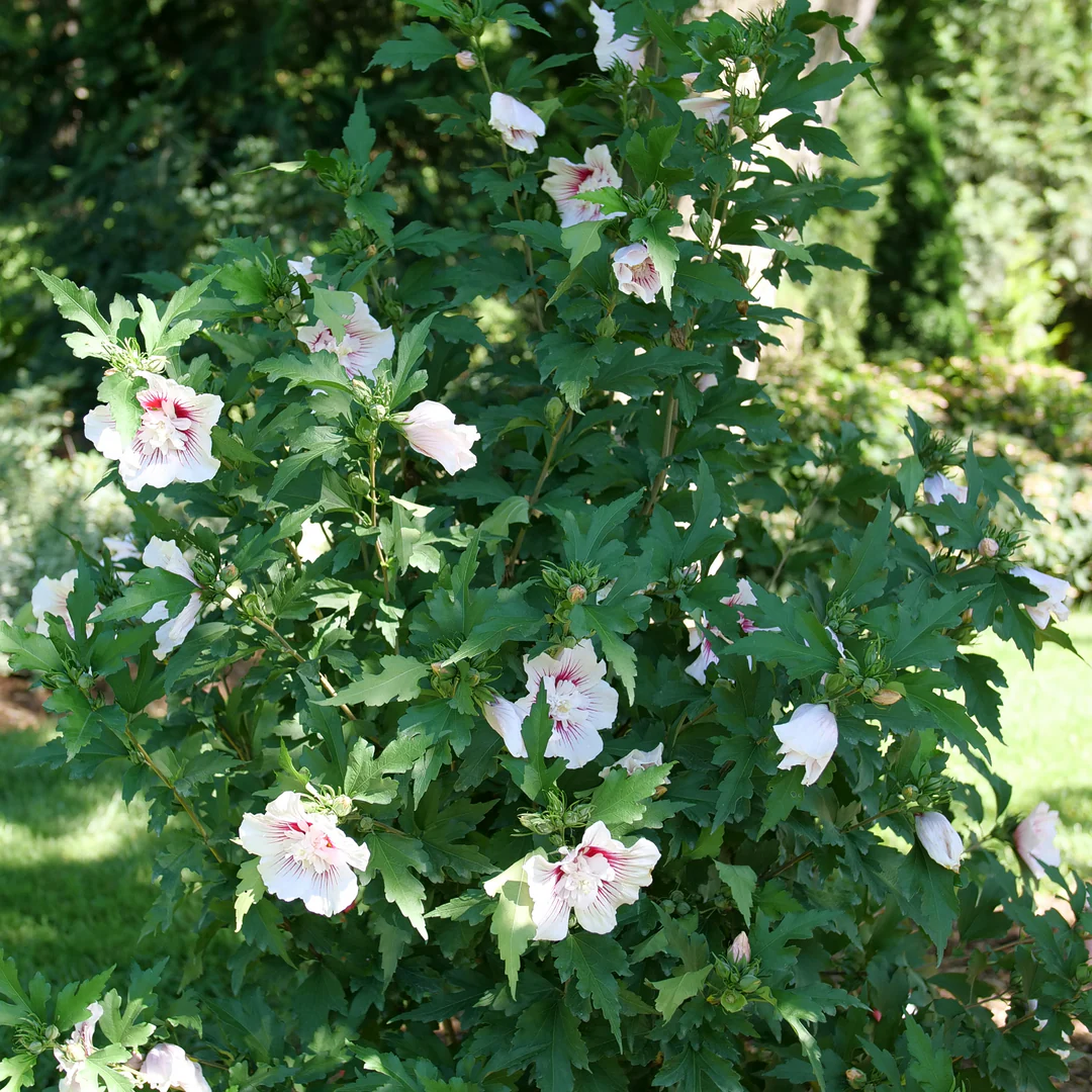 Starblast Chiffon® Rose of Sharon (Hibiscus) - Image 3