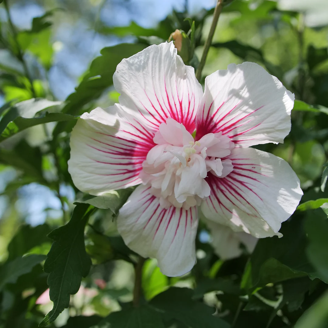Starblast Chiffon® Rose of Sharon (Hibiscus) - Image 4