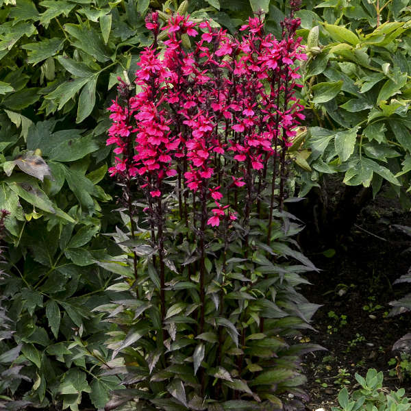 'Starship Deep Rose' Cardinal Flower (Lobelia) - Image 2