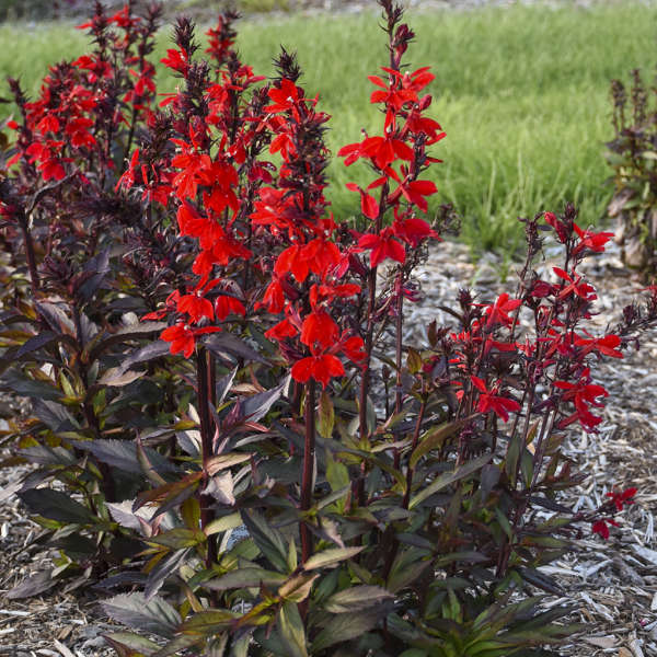 Starship™ Scarlet Bronze Leaf Cardinal Flower (Lobelia)