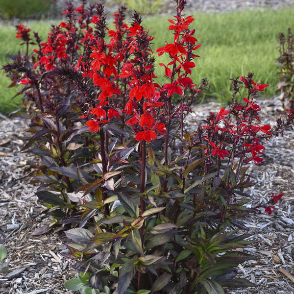 Starship™ Scarlet Bronze Leaf Cardinal Flower (Lobelia) - Image 2