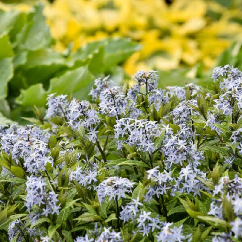 'Starstruck' Bluestar (Amsonia) - Image 2