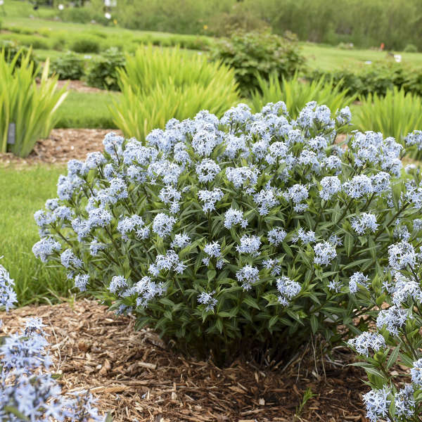 'Starstruck' Bluestar (Amsonia) - Image 3