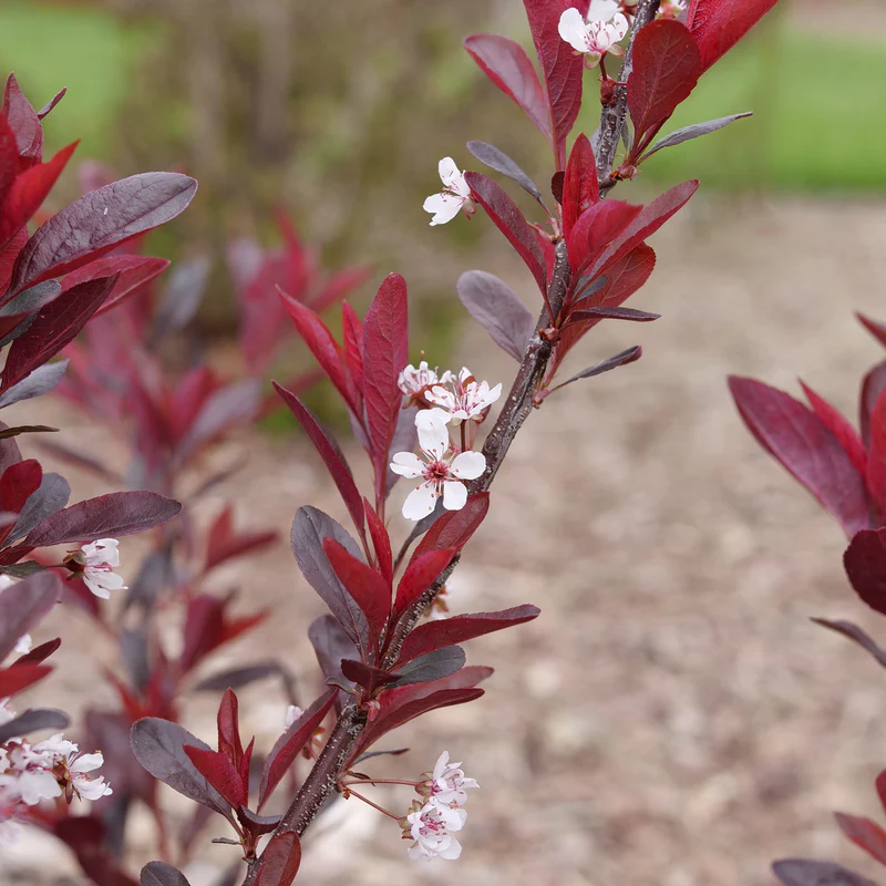 Stay Classy® Cherry (Prunus) - Image 2