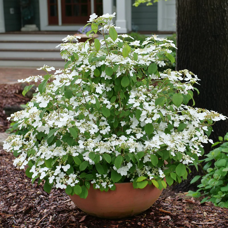 Steady Eddy™ Doublefile Viburnum - Image 2