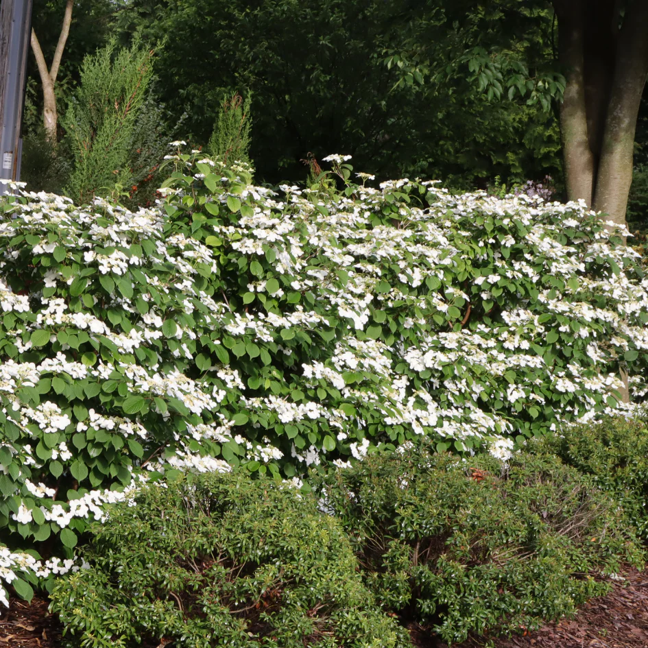 Steady Eddy™ Doublefile Viburnum - Image 3