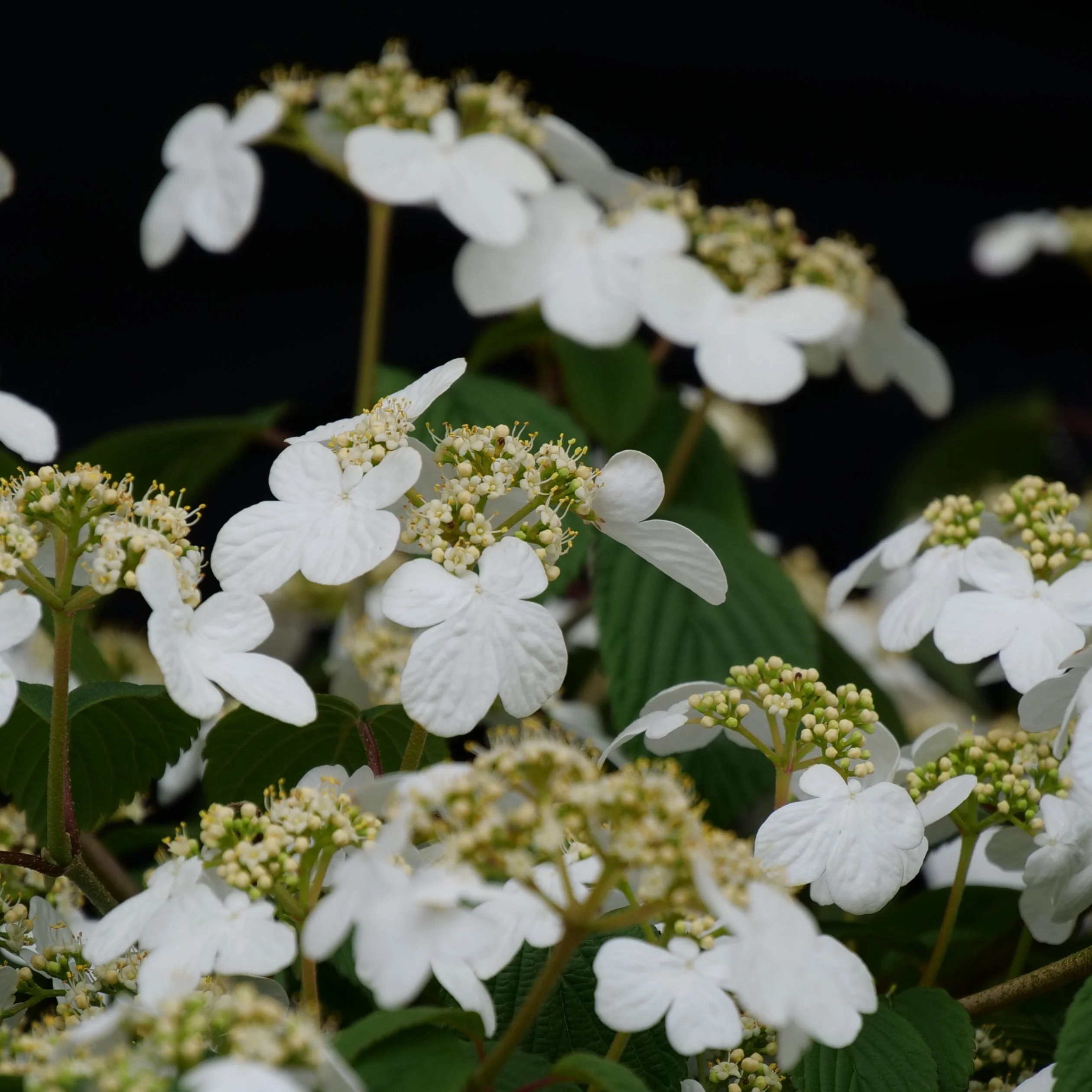 Steady Eddy™ Doublefile Viburnum - Image 5