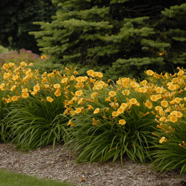 'Stella d'Oro' Daylily (Hemerocallis) - Image 2