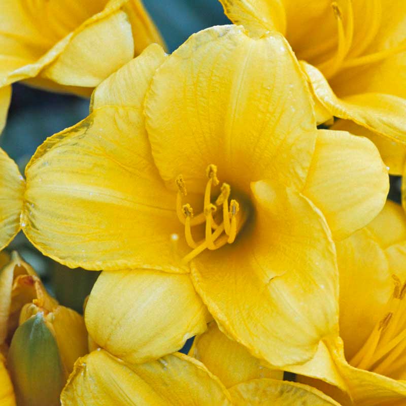 'Stella d'Oro' Daylily (Hemerocallis) - Image 3