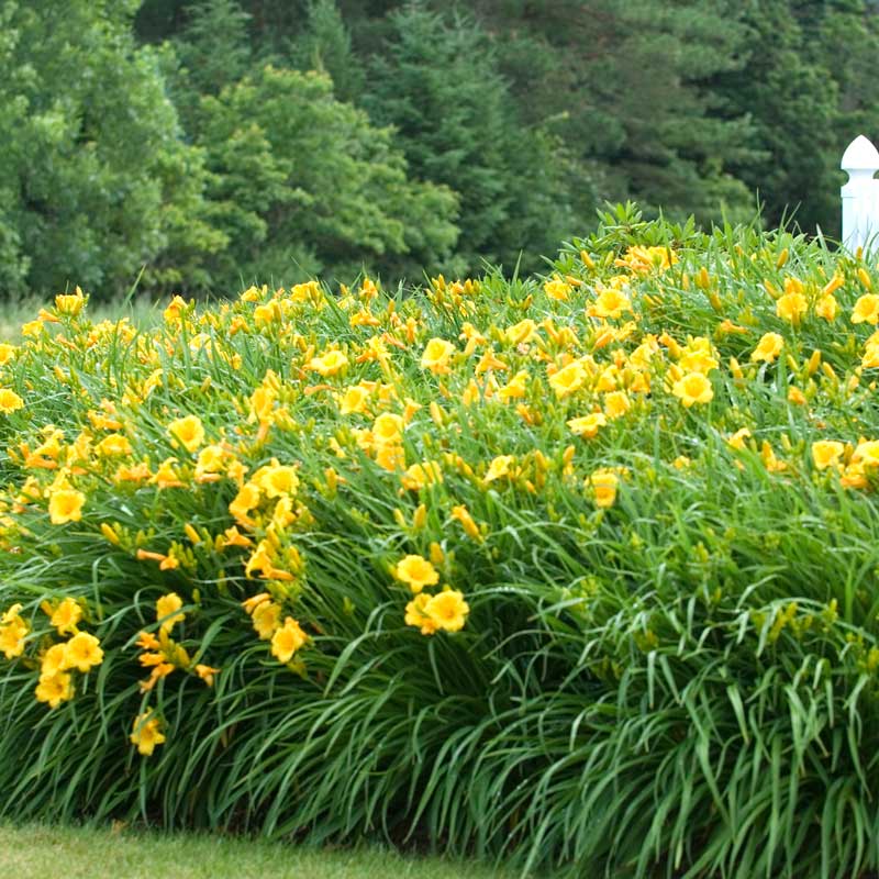 'Stella d'Oro' Daylily (Hemerocallis) - Image 4