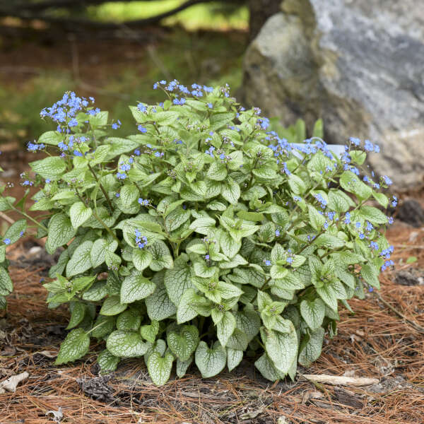 'Sterling Silver' Siberian Bugloss (Brunnera) - Image 2