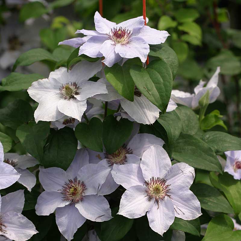 Still Waters™ Clematis - Image 3
