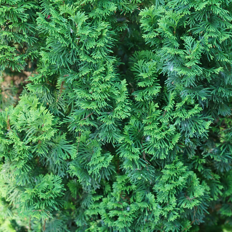 Sting® Arborvitae (Thuja) - Image 2