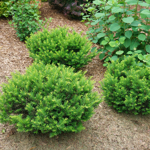 Stonehenge Dark Druid® Yew (Taxus) - Image 2