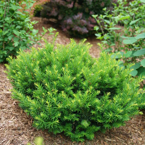 Stonehenge Dark Druid® Yew (Taxus) - Image 3