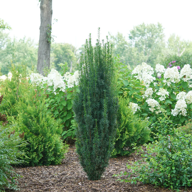 Stonehenge Skinny® Yew (Taxus)