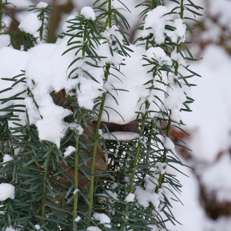 Stonehenge Skinny® Yew (Taxus) - Image 4