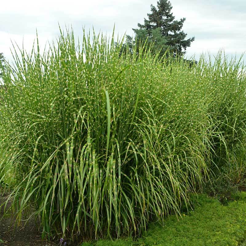 'Strictus' Maiden Grass (Miscanthus) - Image 3