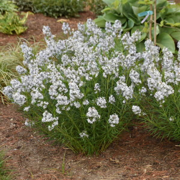 'String Theory' Bluestar (Amsonia) - Image 2