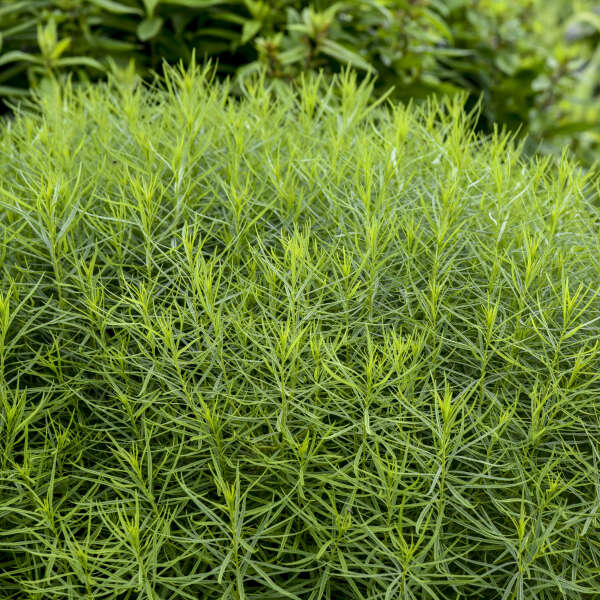 'String Theory' Bluestar (Amsonia) - Image 4