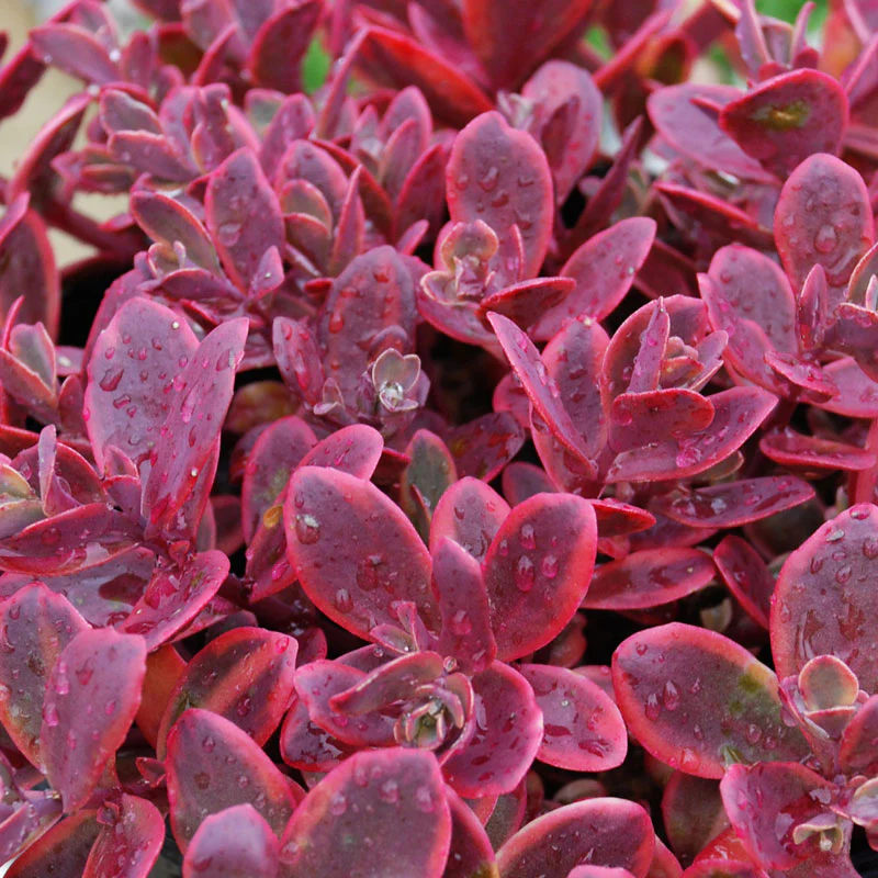 Succulent Ground Cover Collection - Image 2