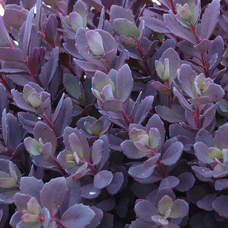 Succulent Ground Cover Collection - Image 4