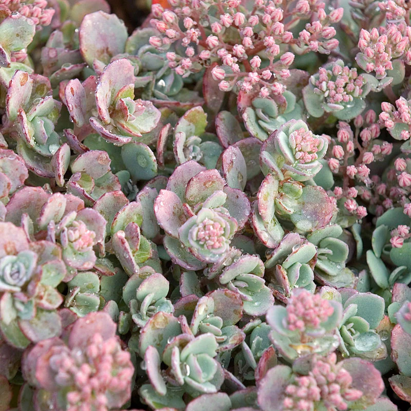 Succulent Ground Cover Collection - Image 7