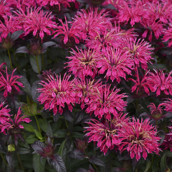 Sugar Buzz® 'Berry Taffy' Bee Balm (Monarda) - Image 2