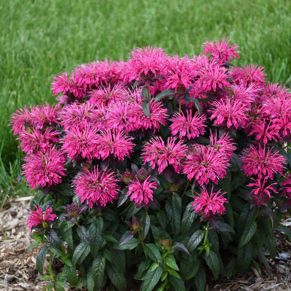 Sugar Buzz® 'Berry Taffy' Bee Balm (Monarda) - Image 3