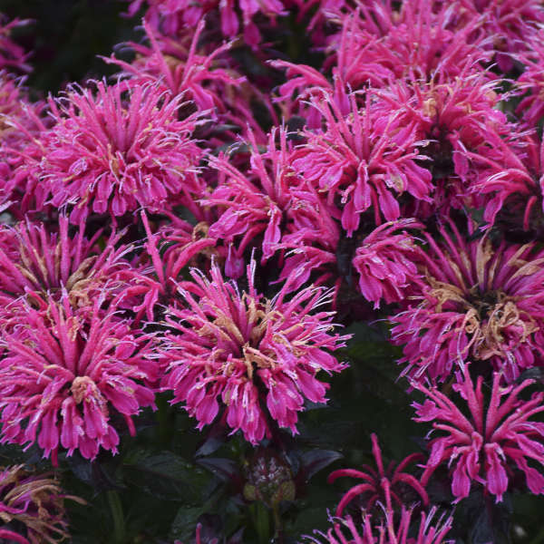 Sugar Buzz® 'Berry Taffy' Bee Balm (Monarda) - Image 4