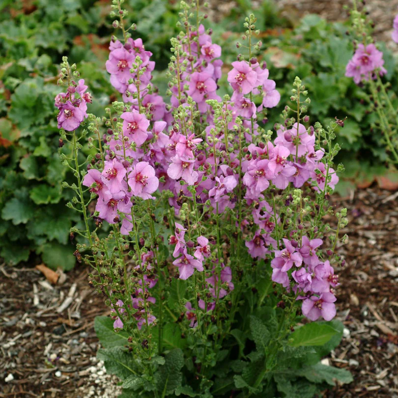 'Sugar Plum' Mullein (Verbascum) - Image 3