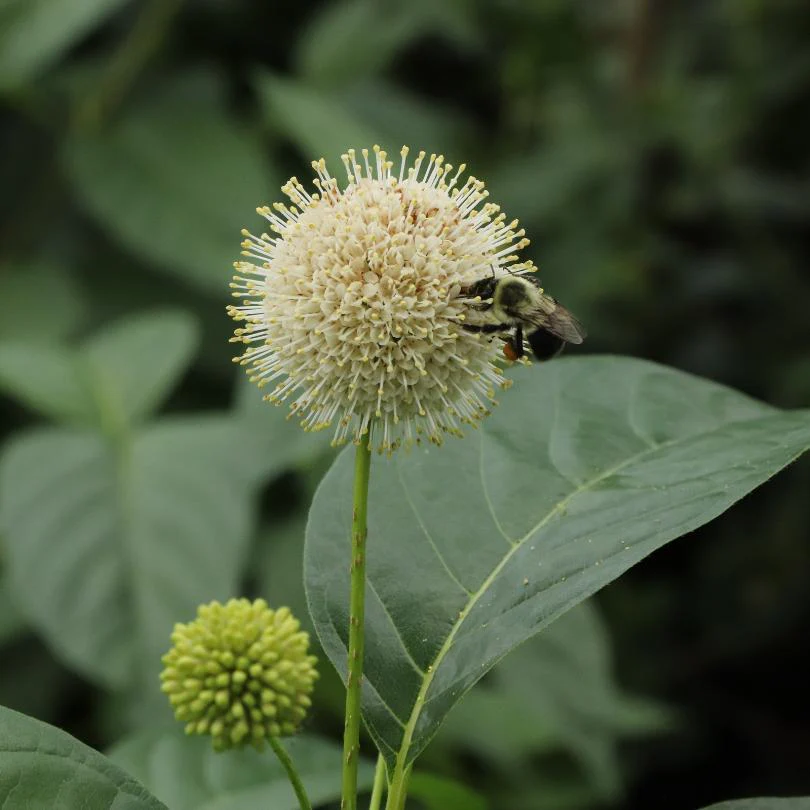 Sugar Shack® 2.0 Buttonbush (Caphalanthus) - Image 2