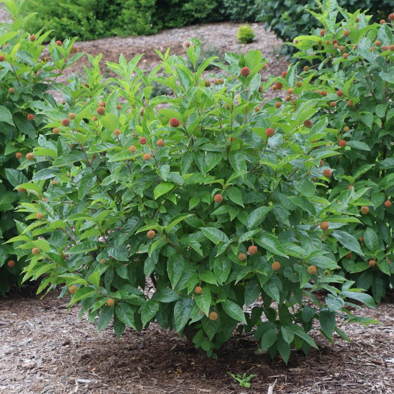 Sugar Shack® 2.0 Buttonbush (Caphalanthus) - Image 3