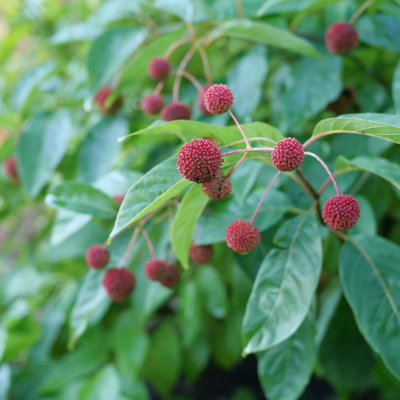 Sugar Shack® 2.0 Buttonbush (Caphalanthus) - Image 4