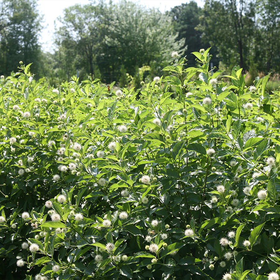 Sugar Shack® Buttonbush (Cephalanthus) - Image 2