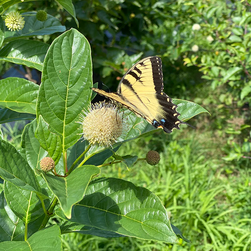 Sugar Shack® Buttonbush (Cephalanthus) - Image 3
