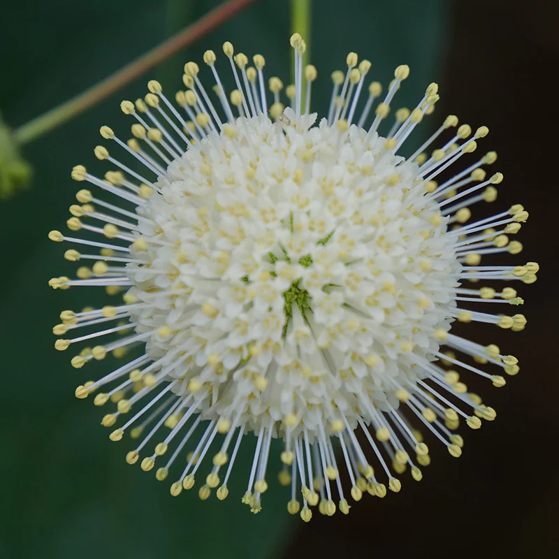Sugar Shack® Buttonbush (Cephalanthus) - Image 4