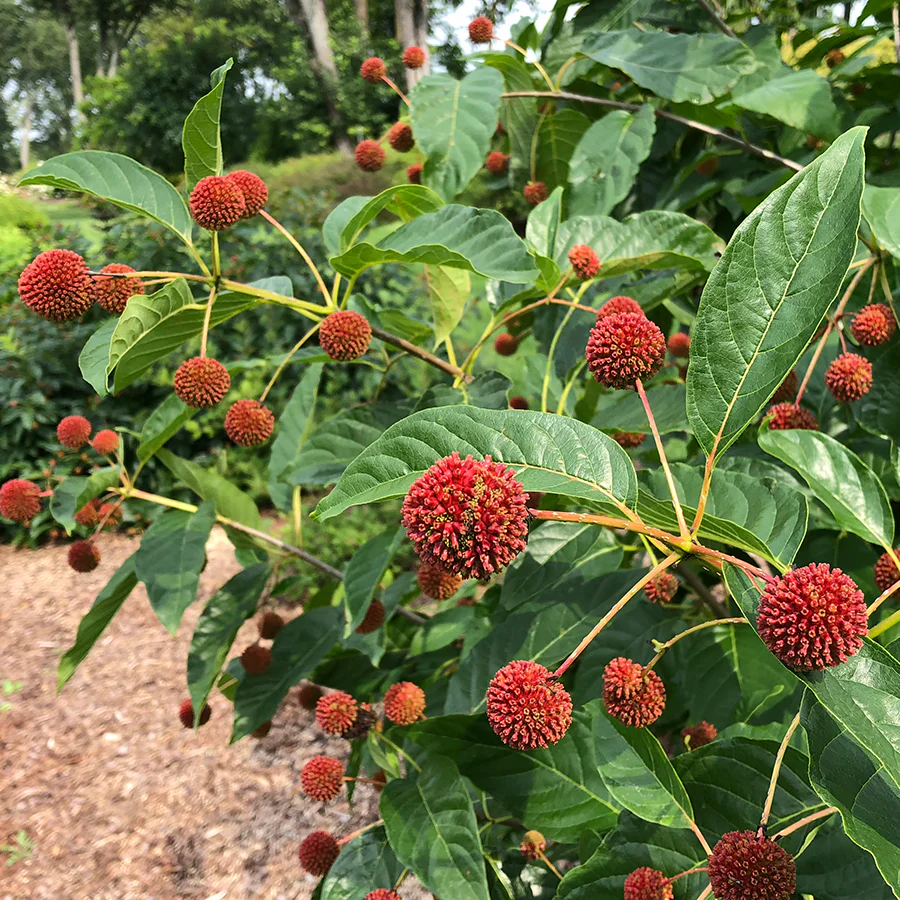 Sugar Shack® Buttonbush (Cephalanthus) - Image 7